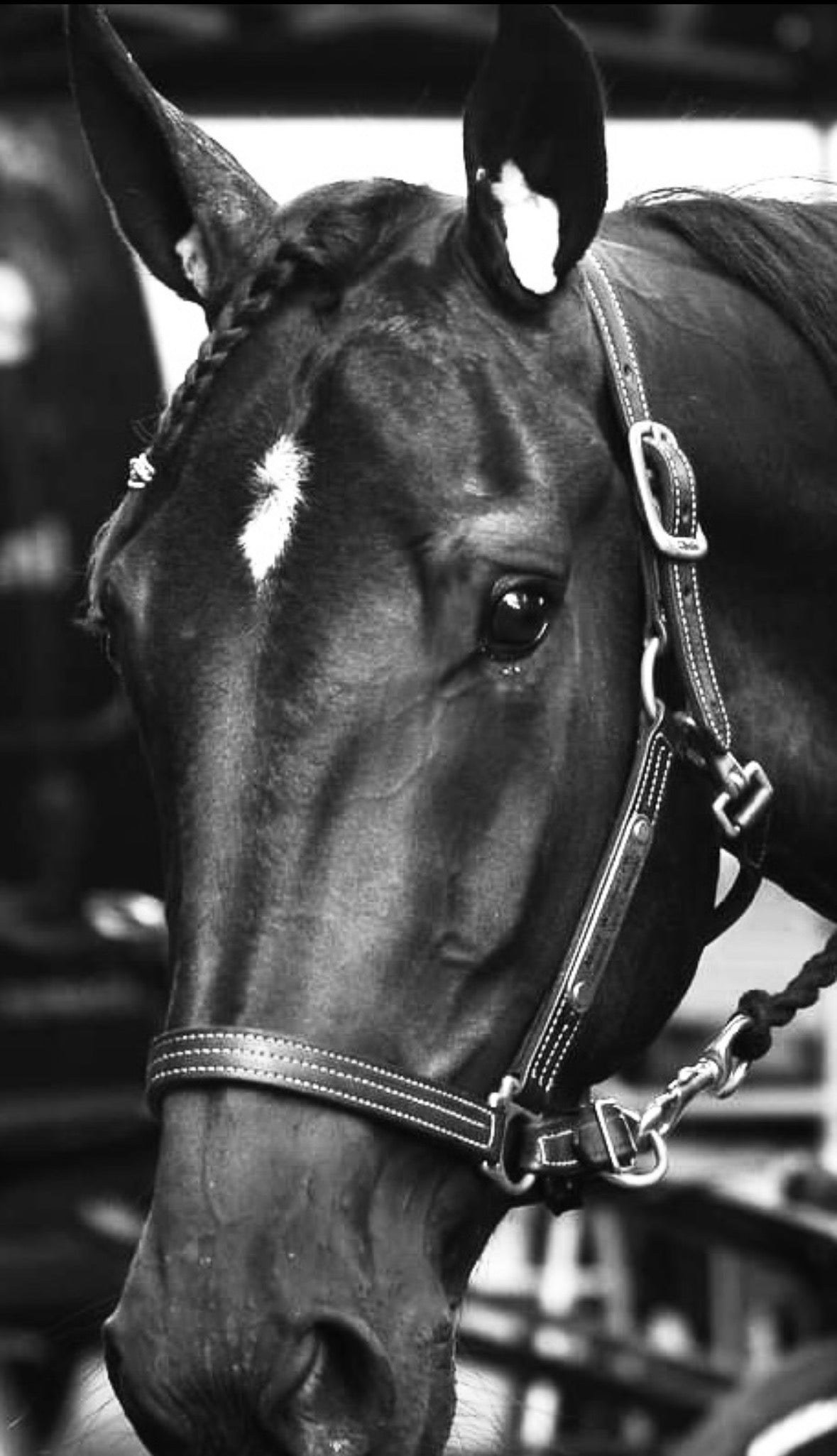 Paard