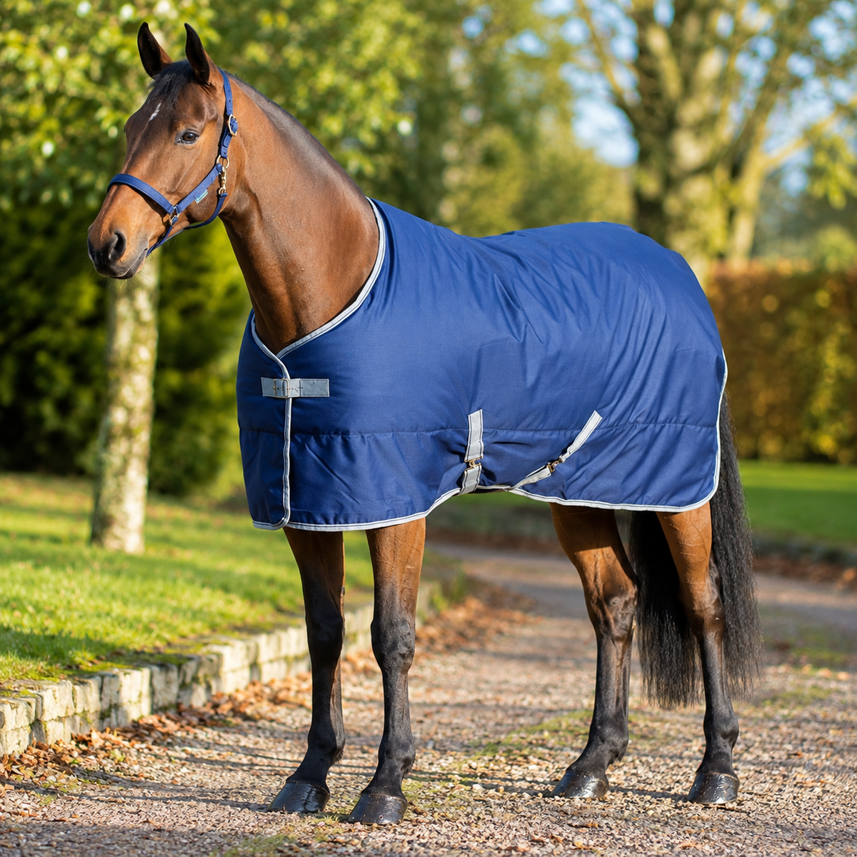 Bucas Freedon stable