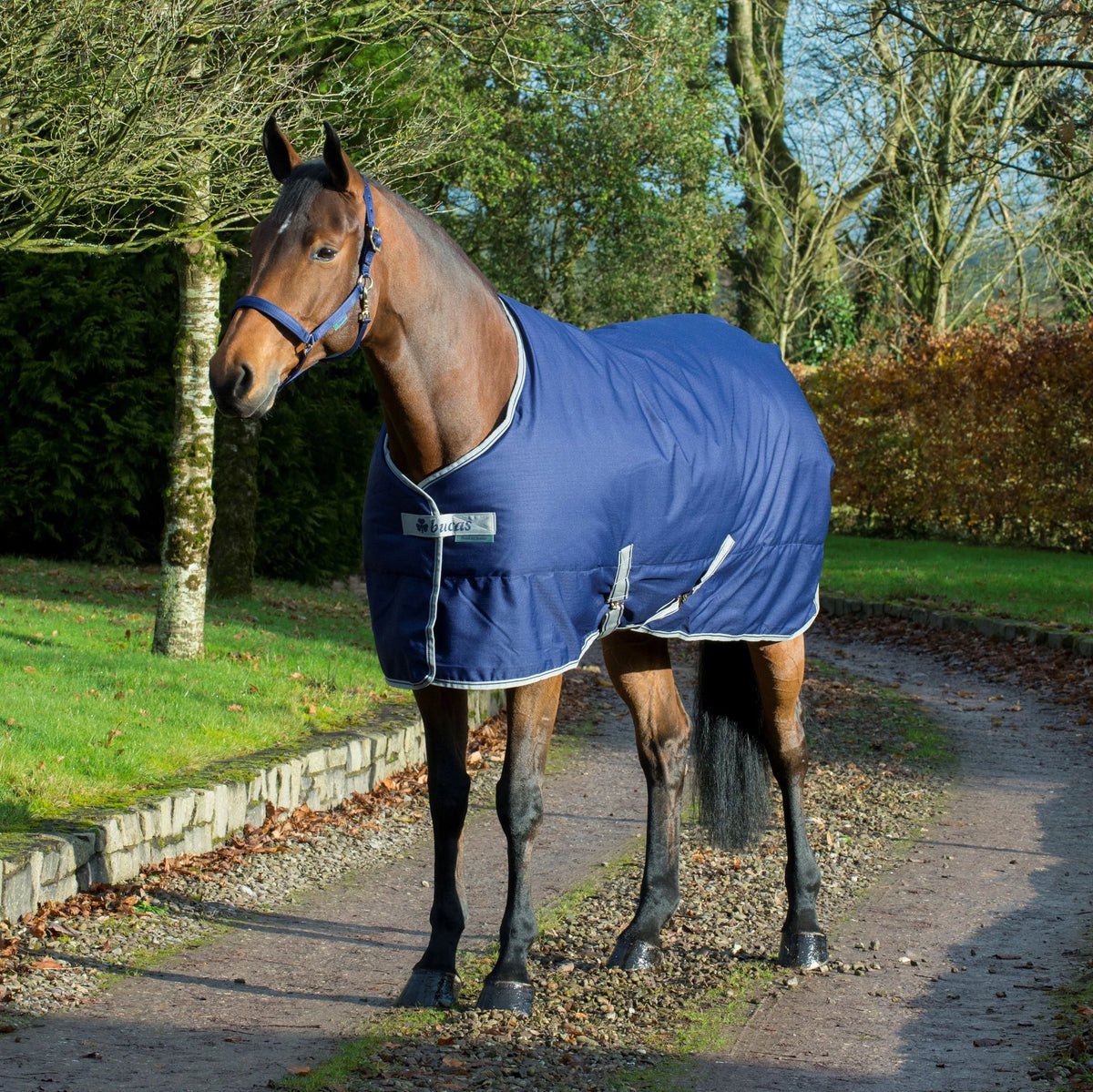 Bucas Freedon stable